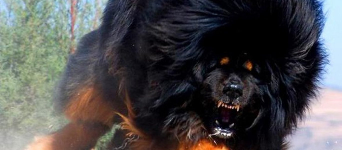 Tibetan Mastiff: Οι σκύλοι «γίγαντες» που οι Θιβετιανοί τους έχουν για φύλακες (φωτό, βίντεο)